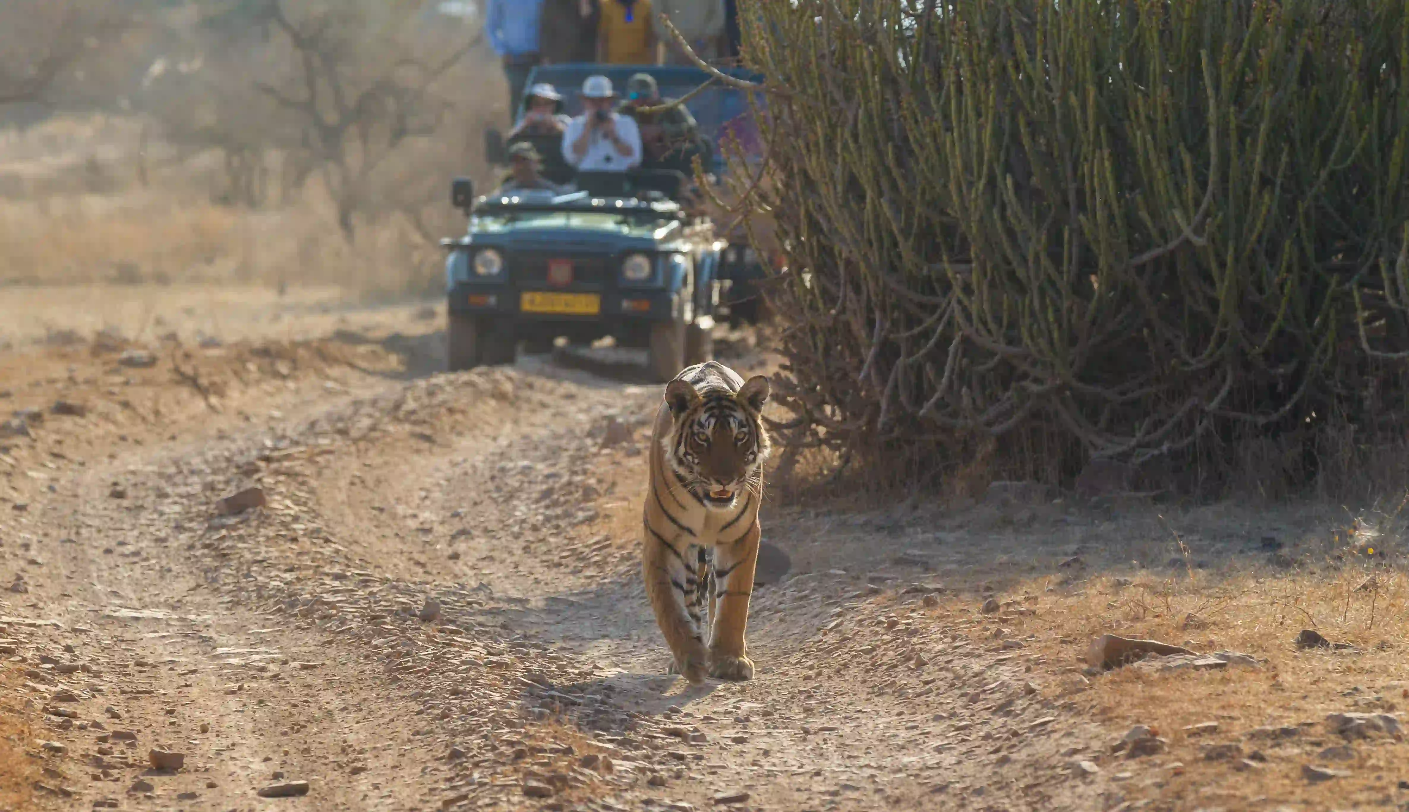 Golden triangle tour with Ranthambore